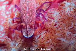 An emperor shrimp taking a passage by Fabrizio Torsani 
